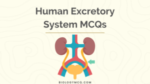 Human Excretory System MCQs